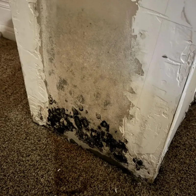 Professional Mold Removal in Centerton, AR